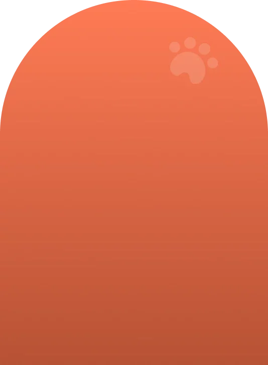 Des Beautes Dhaza Elevage De Chien Vendee Bg