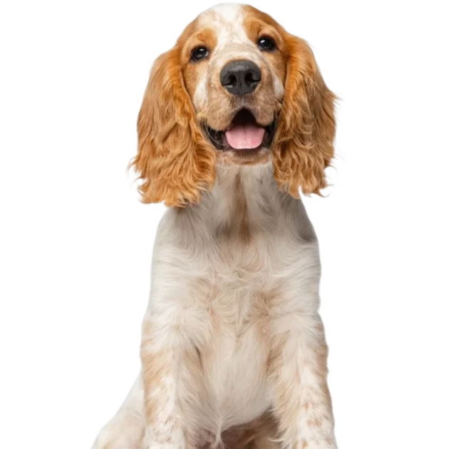 Des Beautes Dhaza Elevage De Chien Vendee Slide02