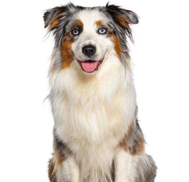 Des Beautes Dhaza Elevage De Chien Vendee Slide03