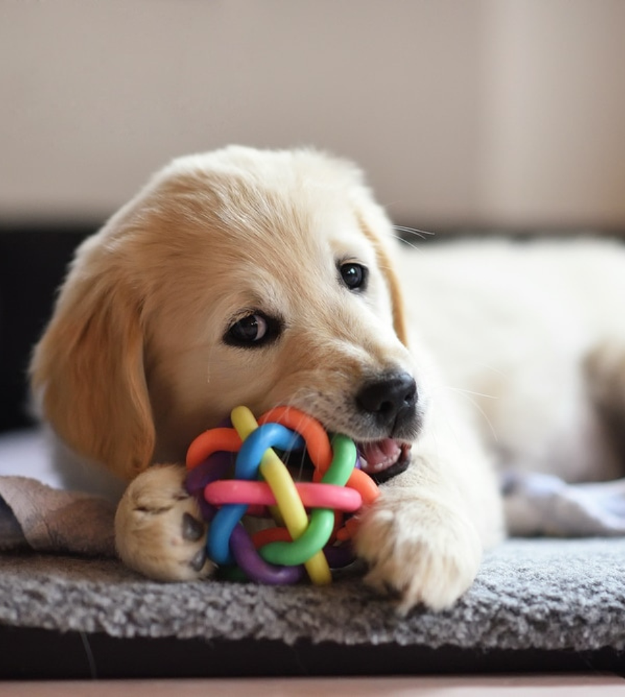 Des Beautes Dhaza Elevage De Chien Vendee Design Sans Titre 7 Des Beautes Dhaza Elevage De Chien Vendee Design Sans Titre 7