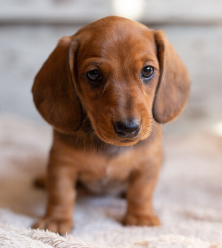 Des Beautes Dhaza Elevage De Chien Vendee Design Sans Titre 8 Des Beautes Dhaza Elevage De Chien Vendee Design Sans Titre 8