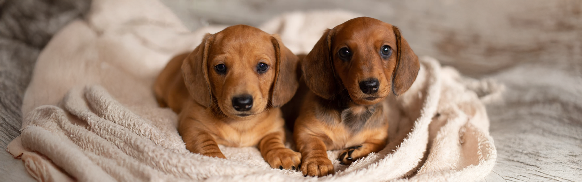 Élevage de teckel à Nantes - DES BEAUTÉS D'HAZA
