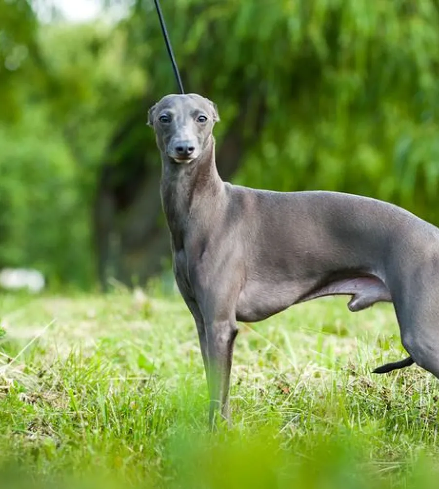 Des Beautes Dhaza Elevage De Chien Vendee Levier Italien Des Beautes Dhaza Elevage De Chien Vendee Levier Italien
